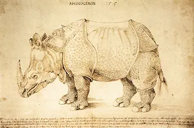 Rhinoceros (Pen and Ink) Albrecht Durer